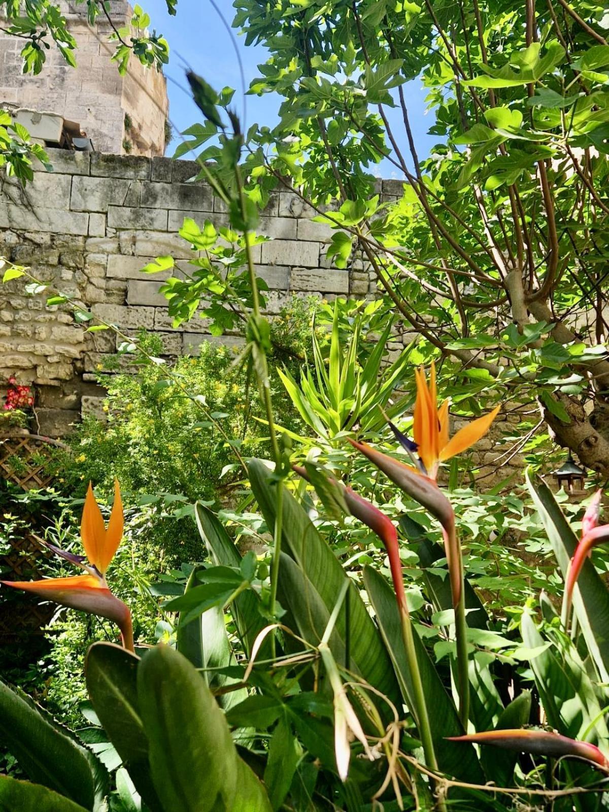 Capucines, Un Jardin Secret Dans Le Centre Historique Lejlighed Arles Eksteriør billede